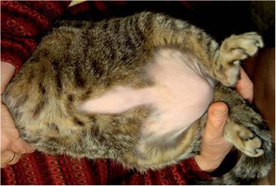 кошка вылизывает себе шерсть до облысения - 04 ноября - Форум Зоовет