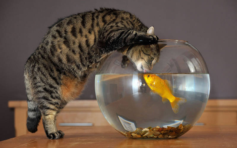 кот и рыба