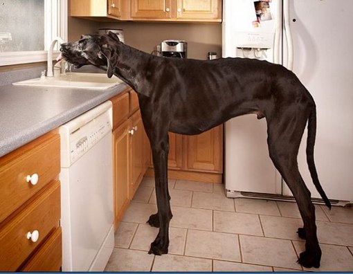 Самая высокая из живущих собак – Зевс