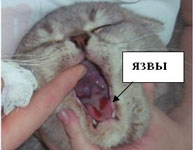 Калицивироз у кошек. Описание, симптомы, лечение.