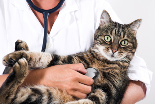 Калицивироз у кошек. Описание, симптомы, лечение.