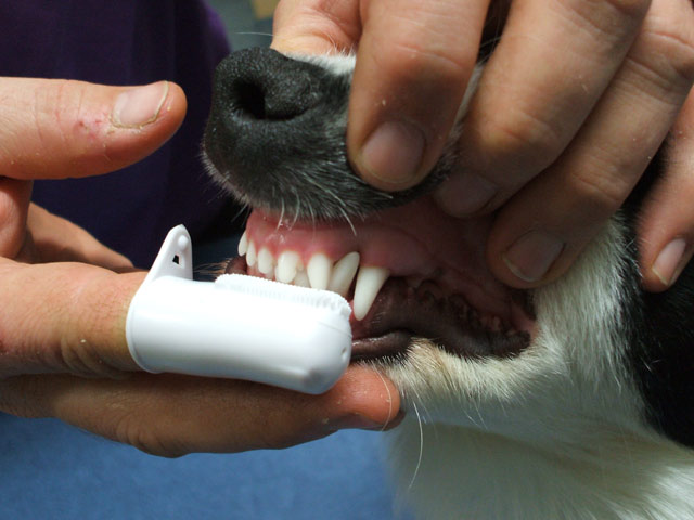 чистка зубов у собаки