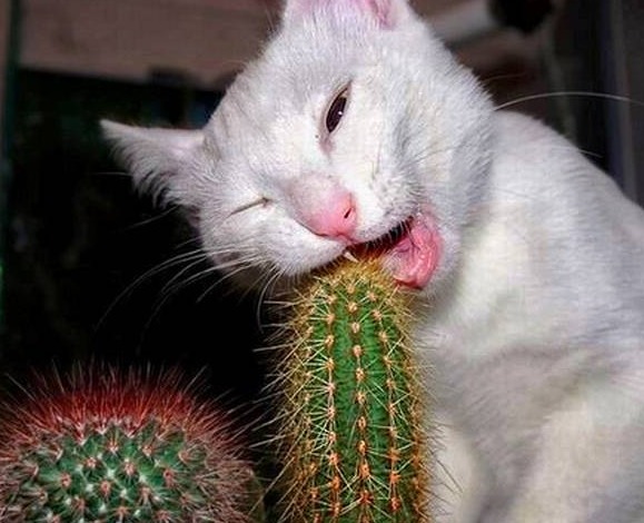 кот ест кактус растения